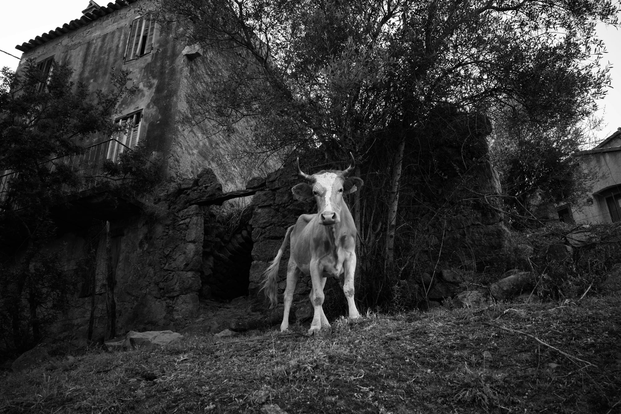 Black-and-white photograph of a cow standing beneath olive trees beside an old stone house in Serriera, Corsica.
