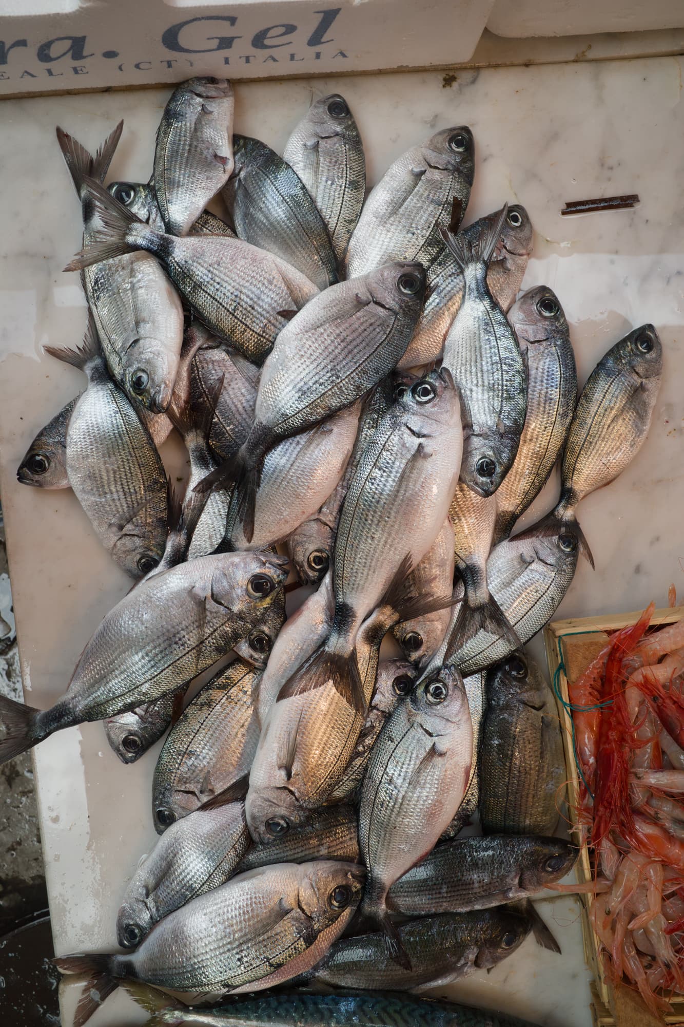 Fresh fish and red prawns laid out on a white market tray in Palermo