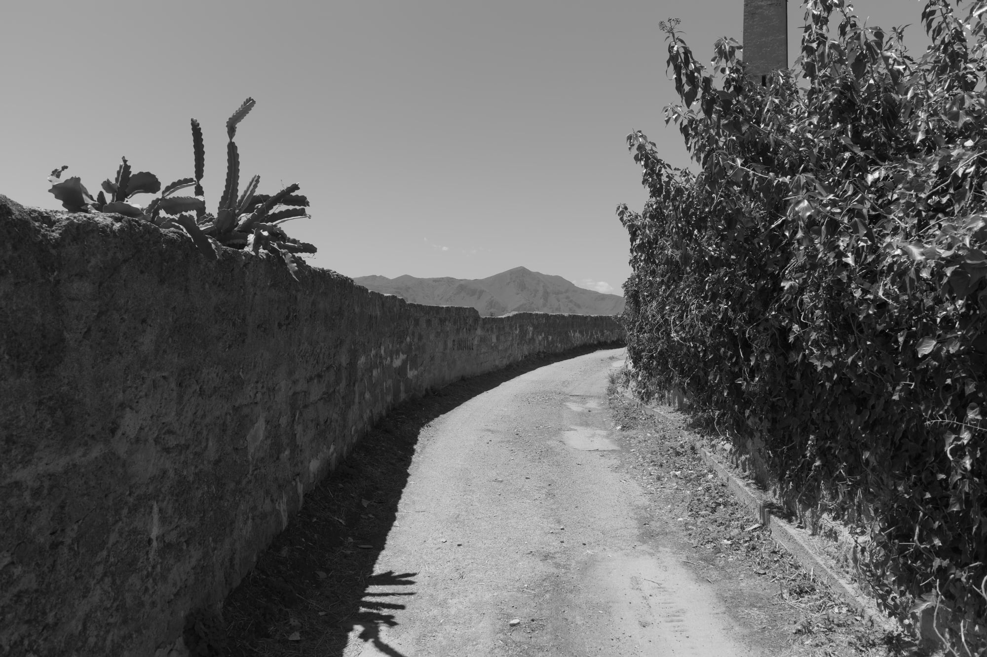 Black-and-white view of a curving rural road with cactus, hedges, and mountains between Bagheria and Aspra