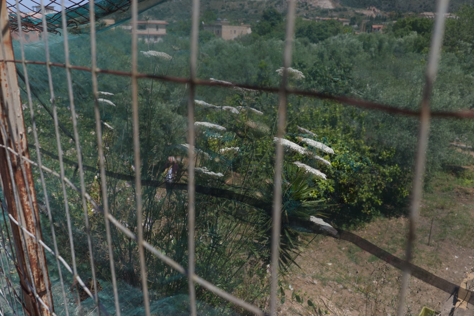 View through a wire fence and green mesh toward wild plants, trees, and hills between Bagheria and Aspra