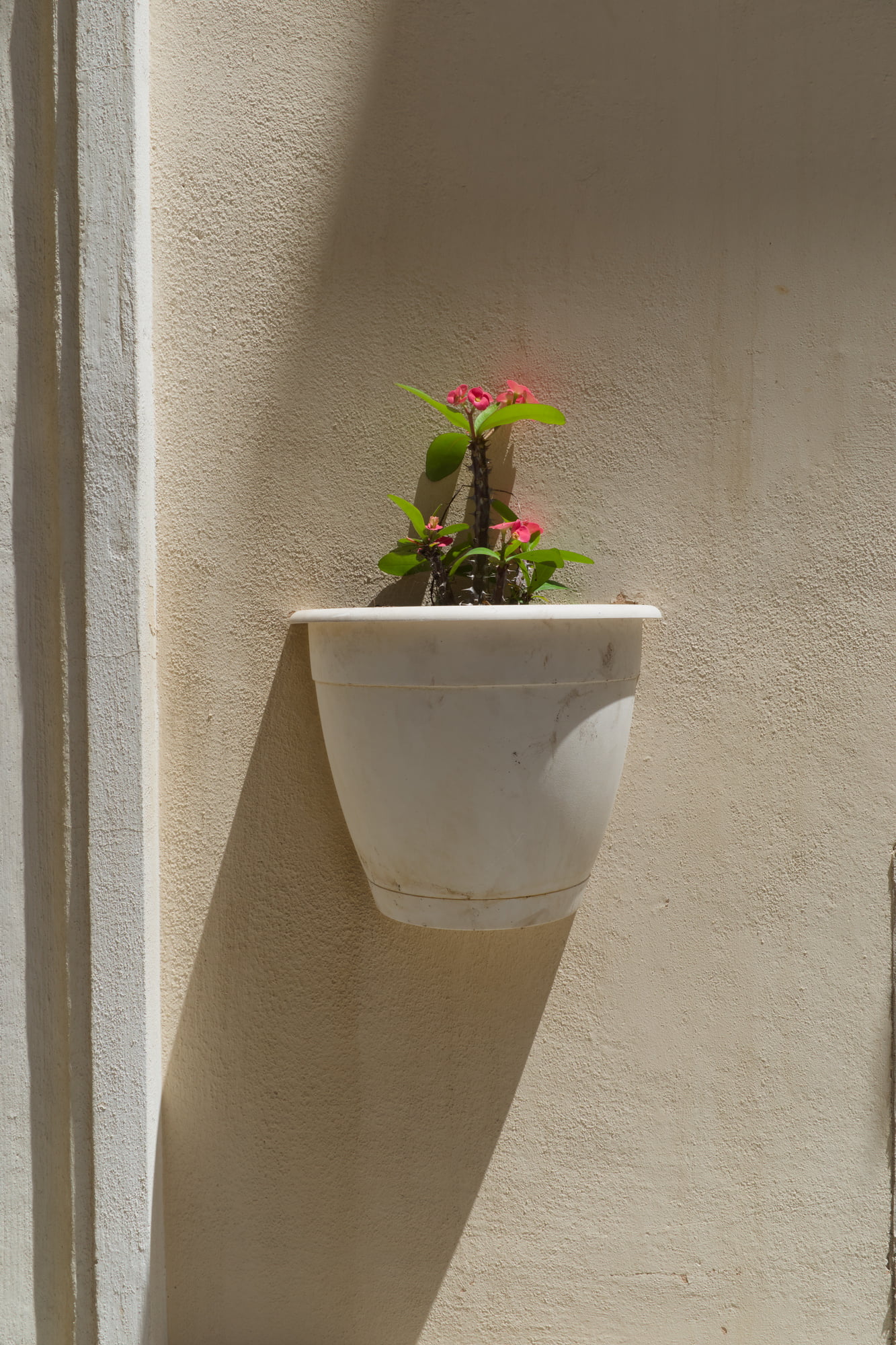 White wall-mounted flower pot with pink flowers casting a strong shadow in the sun in Aspra